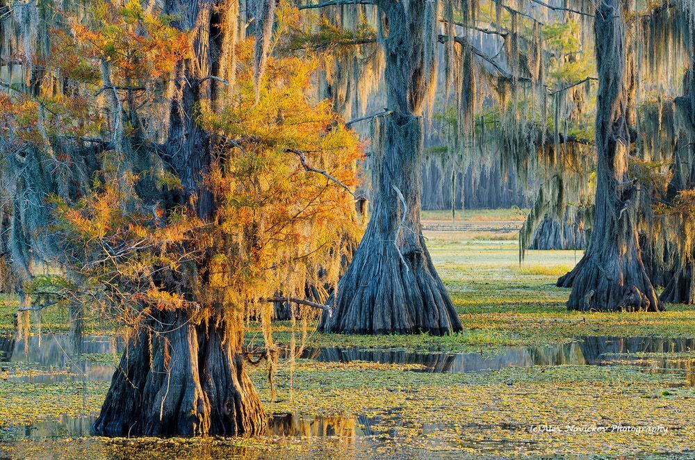 Caddo Lake