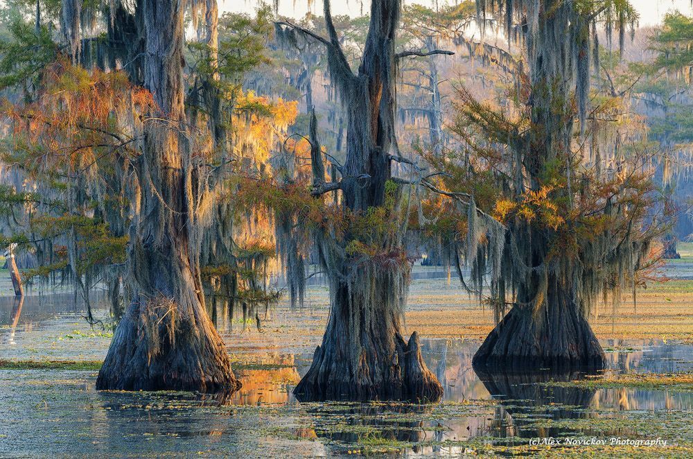 Caddo Lake