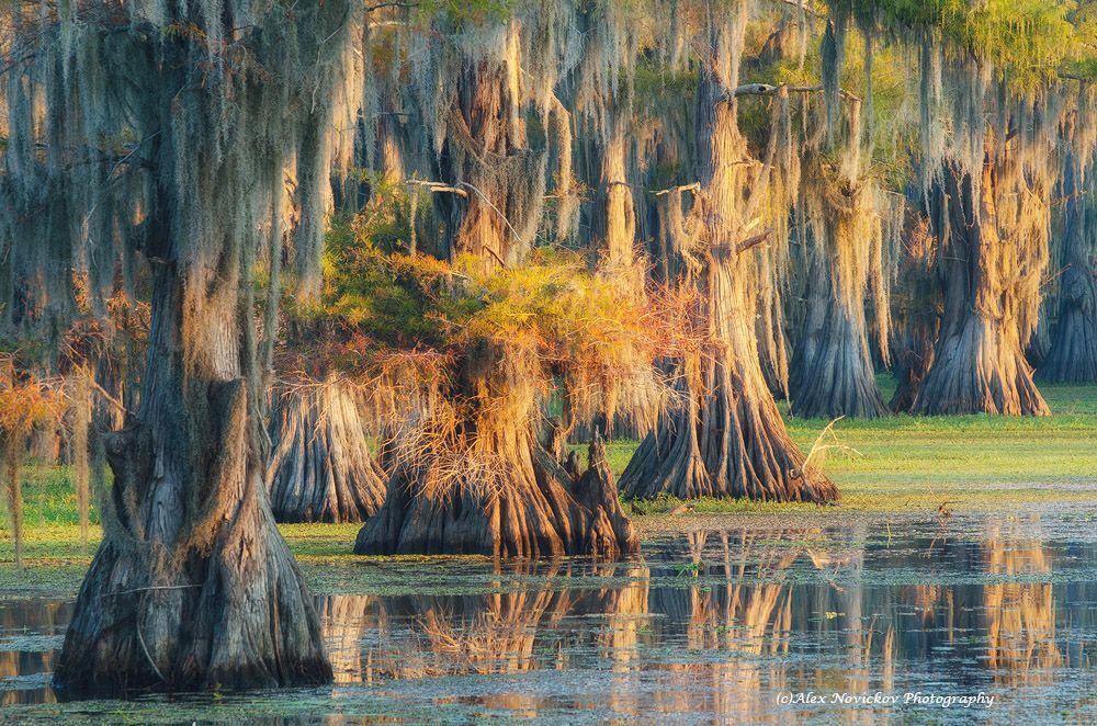 Caddo Lake