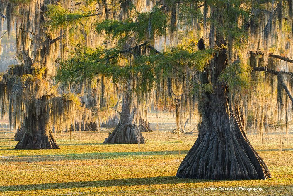 Caddo Lake