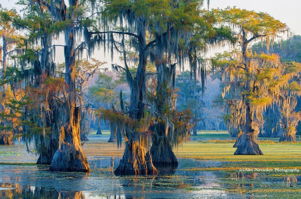 Caddo Lake