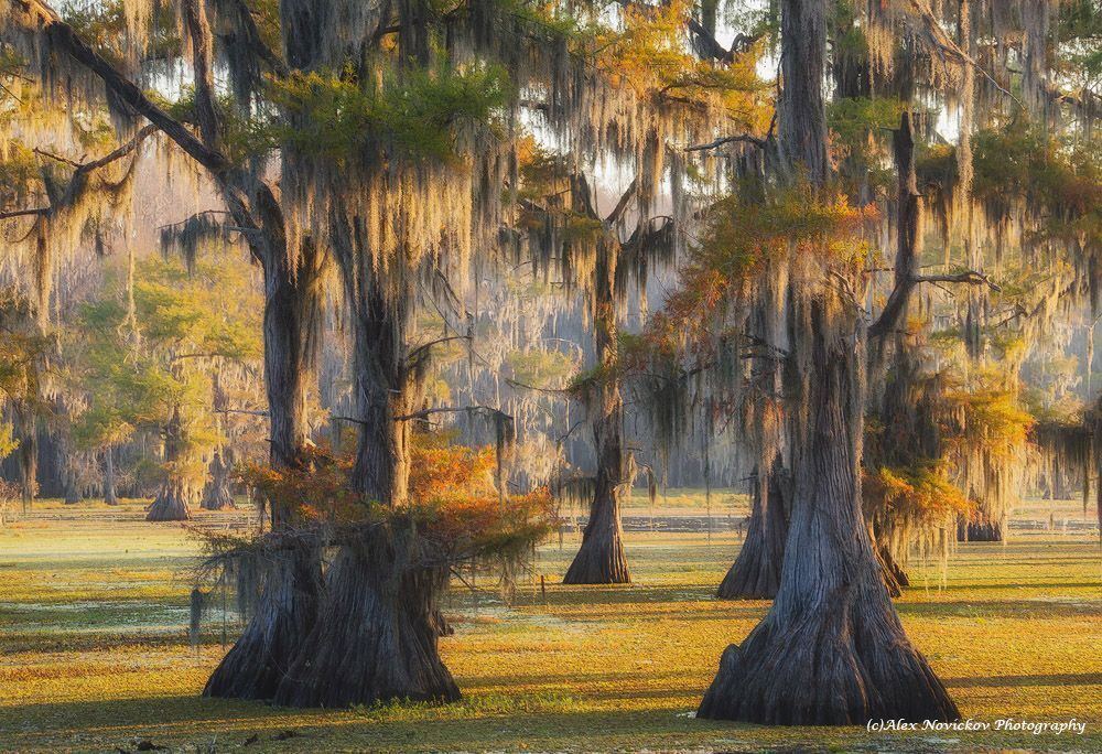 Caddo Lake