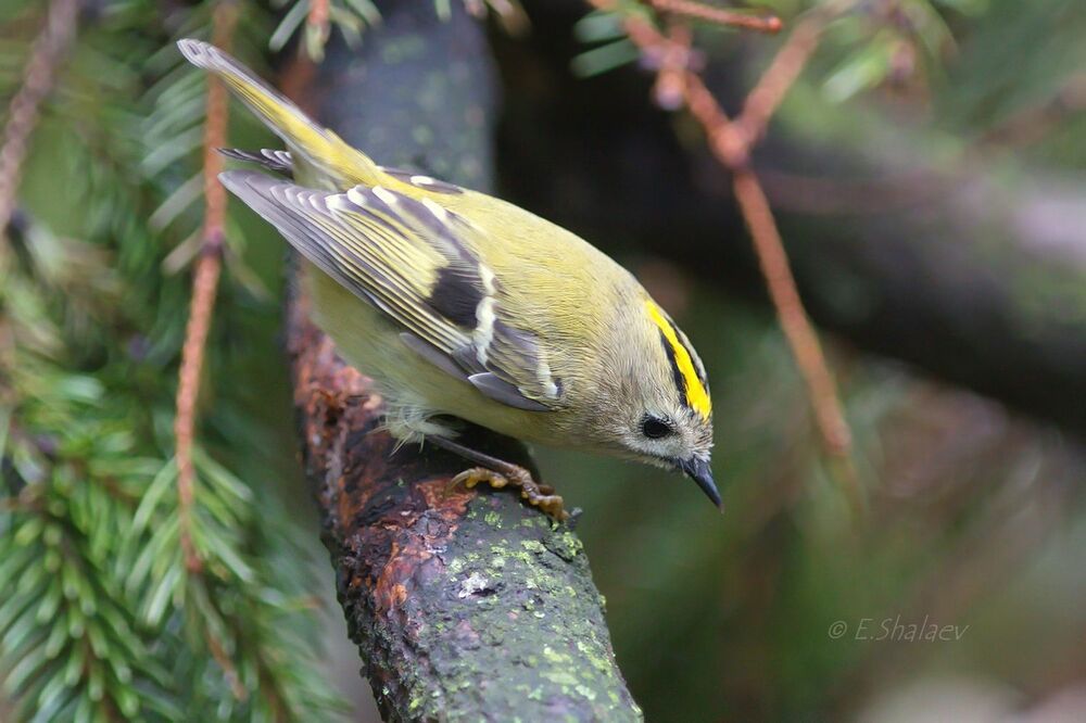 Goldcrest ,Желтоголовый королёк - Regulus regulus