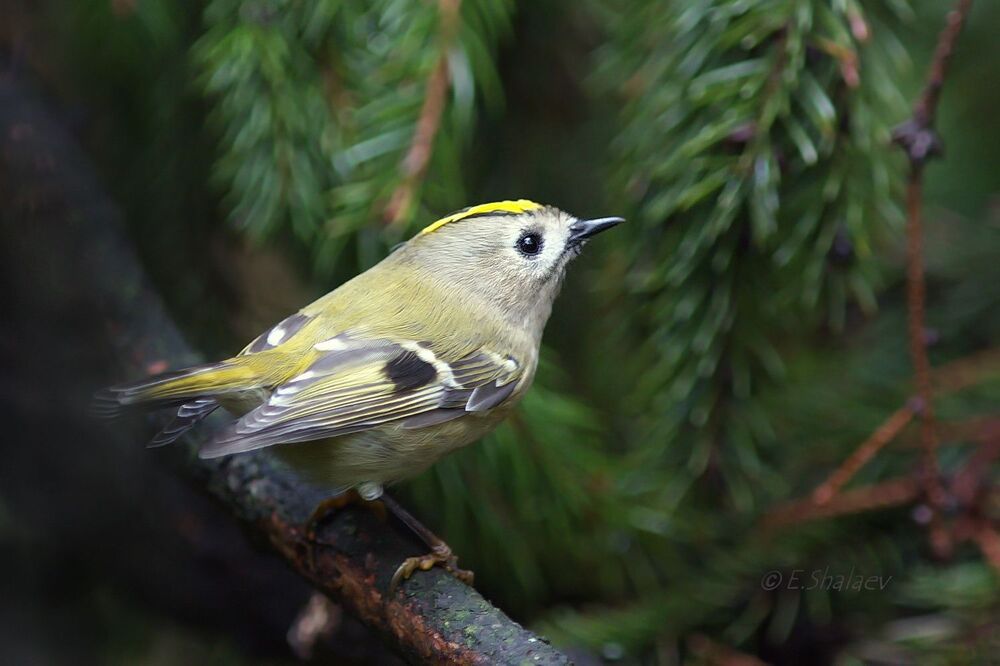 Goldcrest ,Желтоголовый королёк - Regulus regulus
