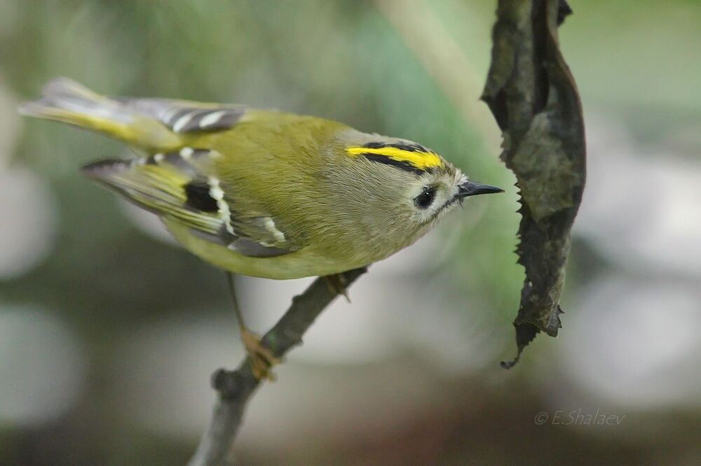 Goldcrest ,Желтоголовый королёк - Regulus regulus