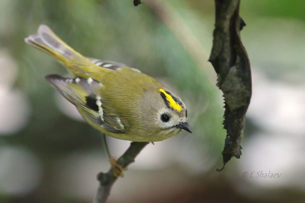 Goldcrest ,Желтоголовый королёк - Regulus regulus