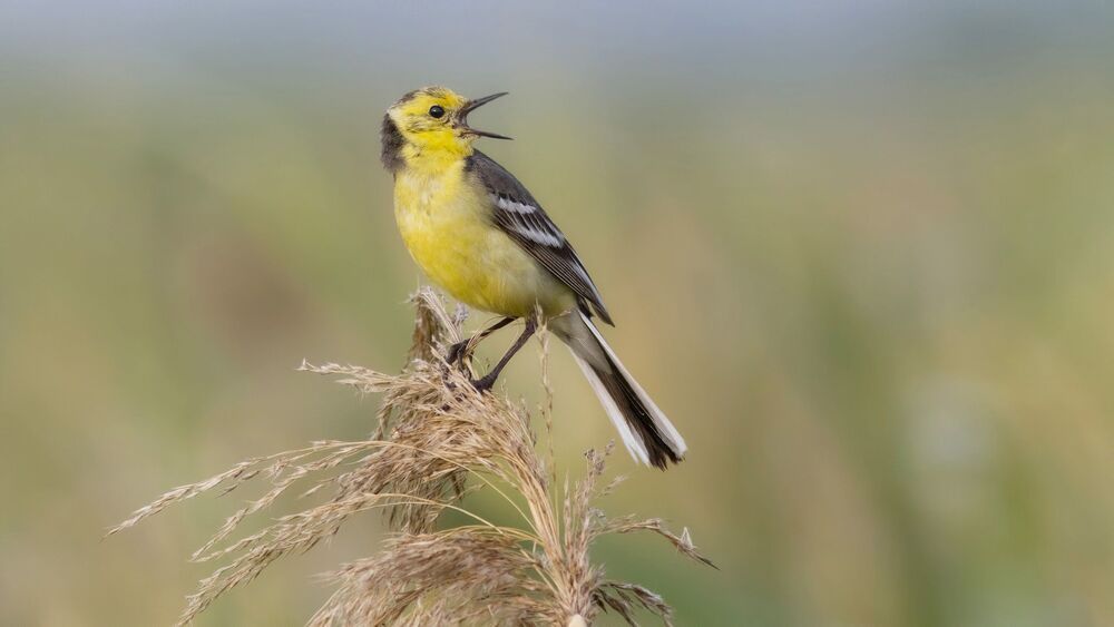 Motacilla citreola.