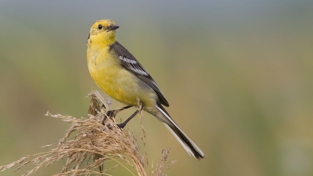 Motacilla citreola.