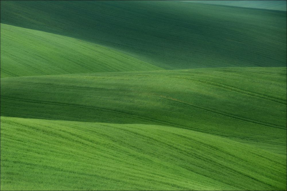/ 50 оттенков зеленого /