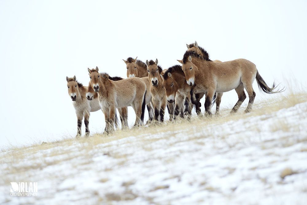 Khustai, Mongolia