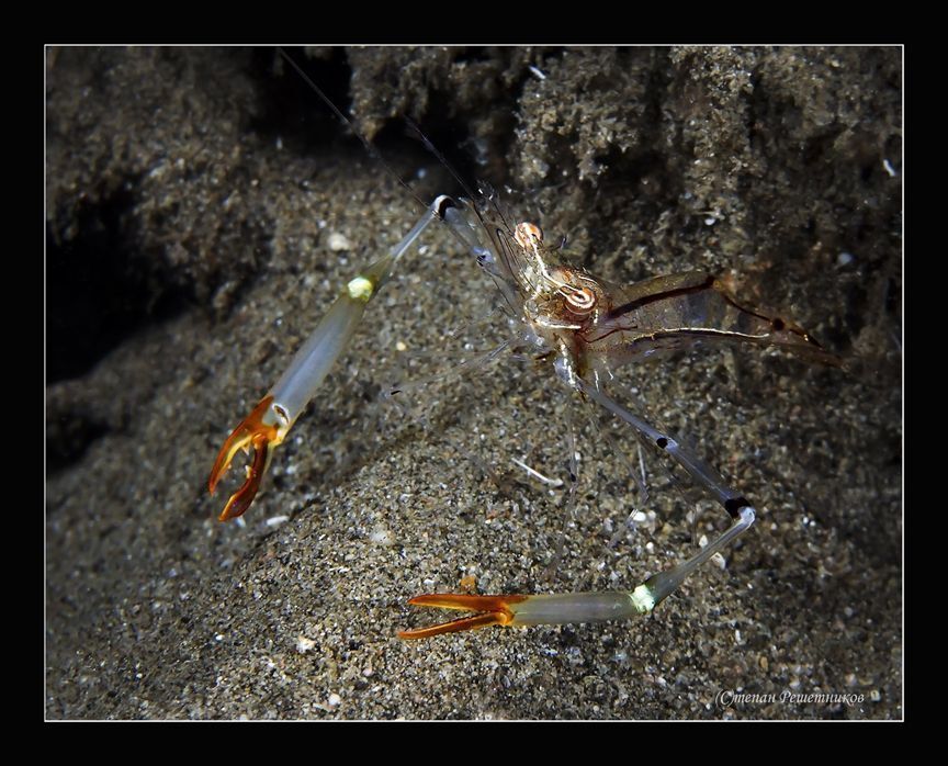 Невидимки... (Periclemenes tenuipes)