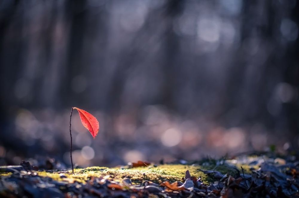 Как часто вижу я сон, в котором осень нам танцует вальс-бостон.