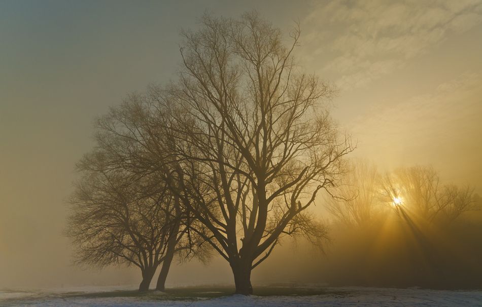 Fogs days