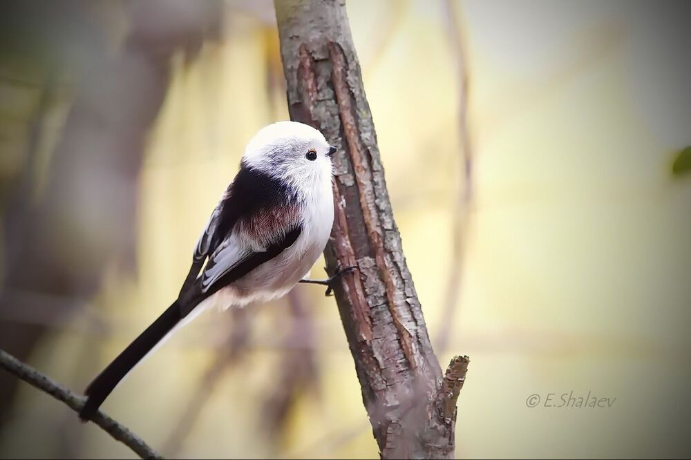 Long-tailed tit ,Длиннохвостая синица, или ополовник - Aegithalos caudatus