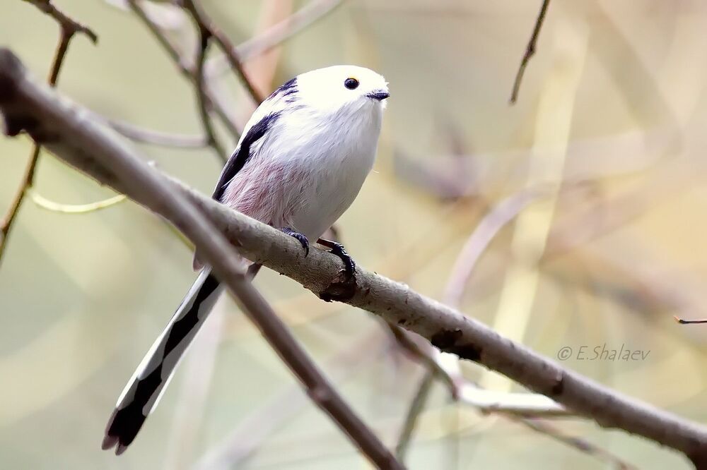 Long-tailed tit ,Длиннохвостая синица, или ополовник - Aegithalos caudatus