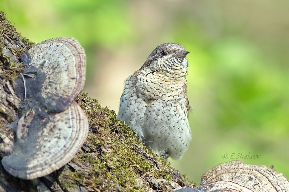 Eurasian Wryneck ,Вертишейка - Jynx torquilla