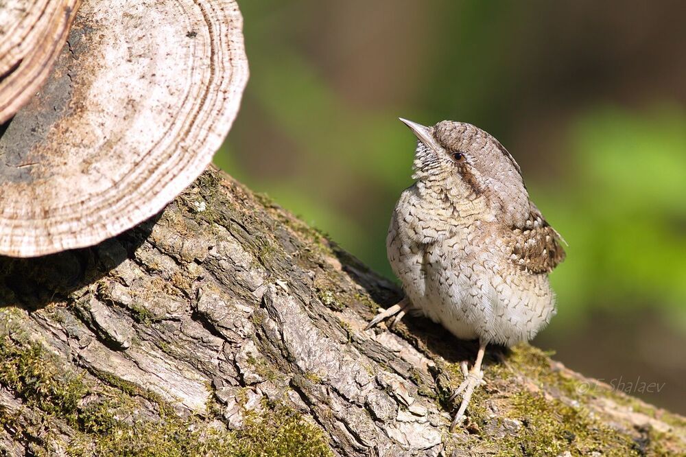 Eurasian Wryneck ,Вертишейка - Jynx torquilla