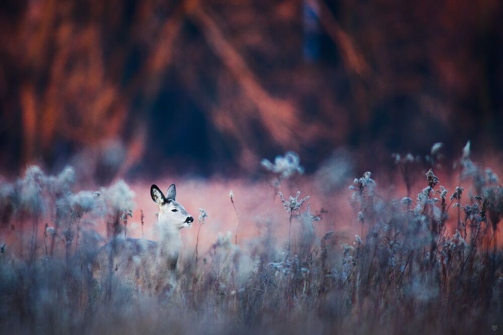 Blazing glade III
