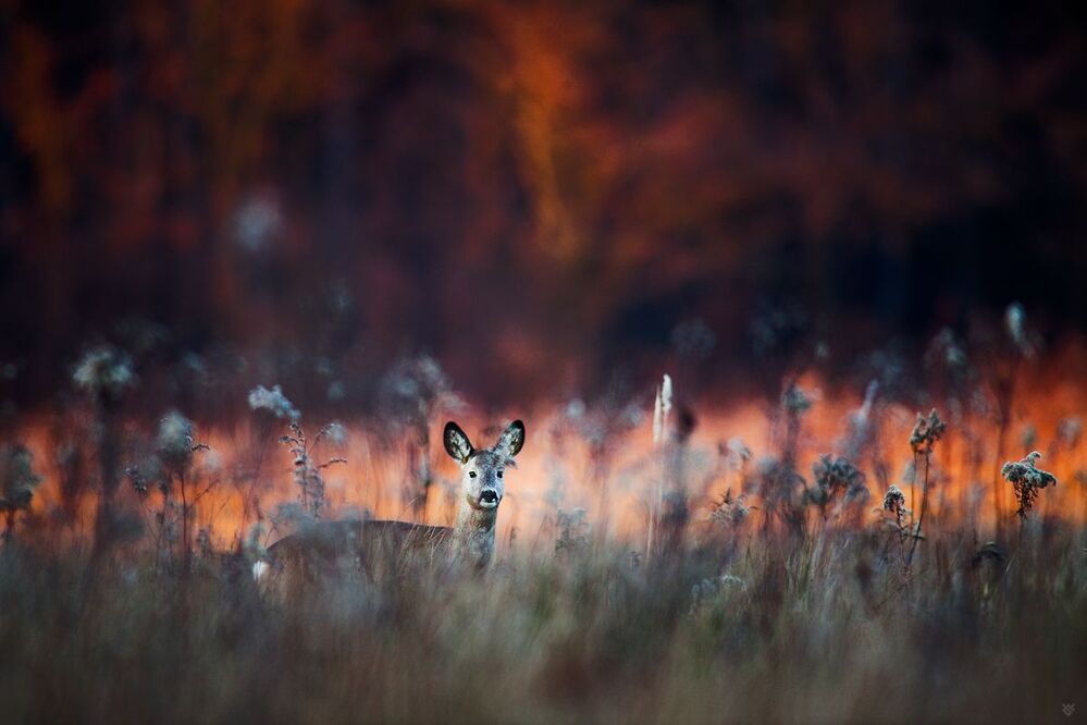 Blazing glade II