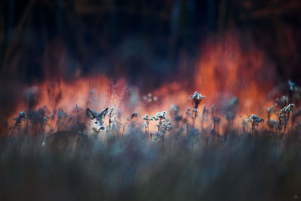 Blazing glade I