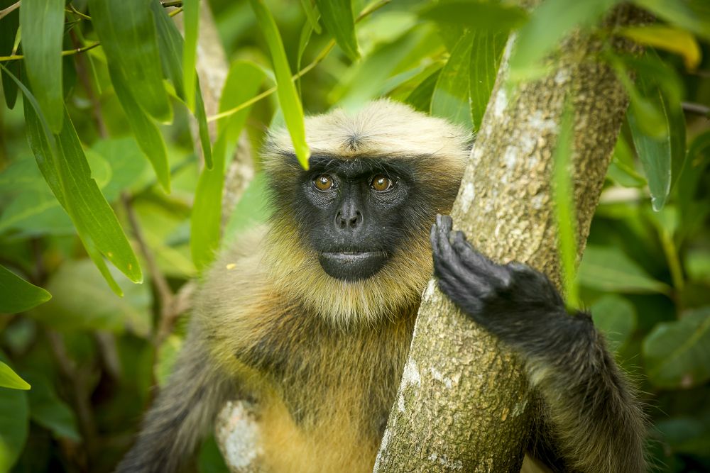 Гоанский обезьянко.  Район Cabo De Rama Fort.
