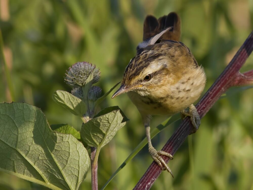 Sedge warbler.