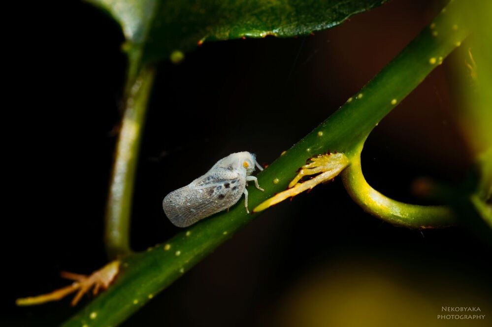 Metcalfa pruinosa