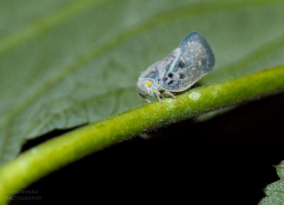 Metcalfa pruinosa