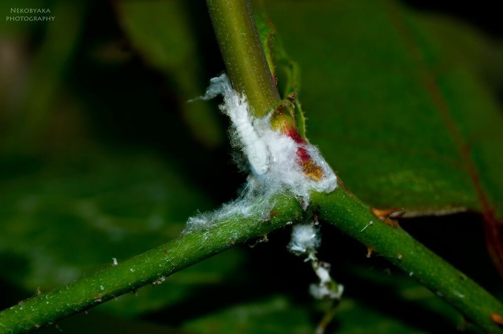 Metcalfa pruinosa