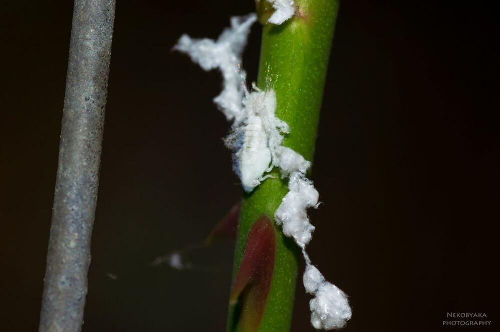 Metcalfa pruinosa