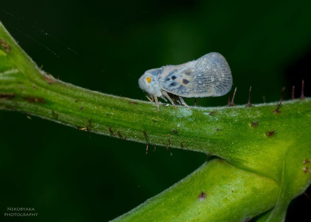 Metcalfa pruinosa