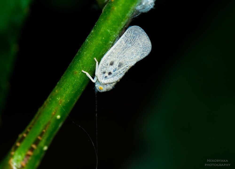 Metcalfa pruinosa