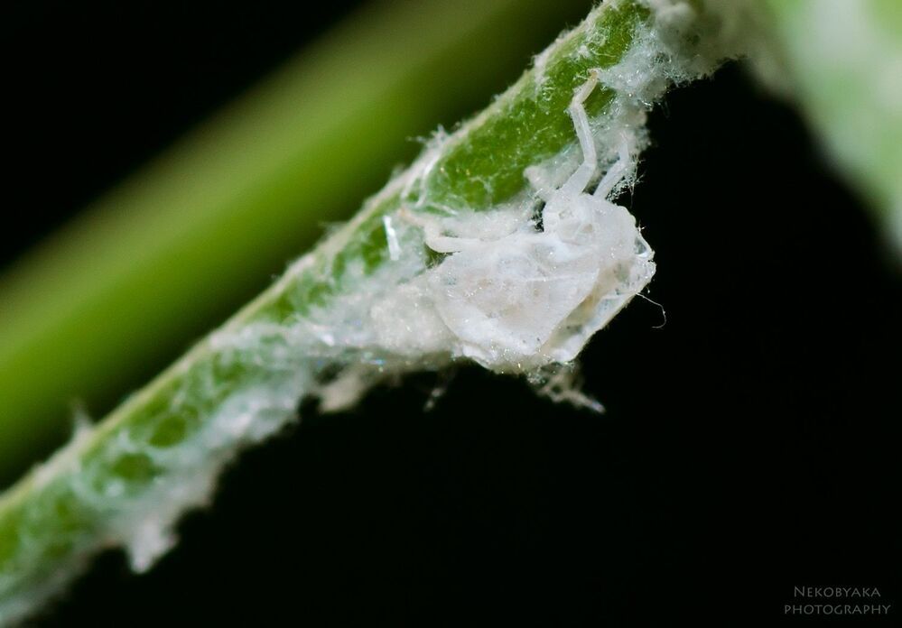 Metcalfa pruinosa