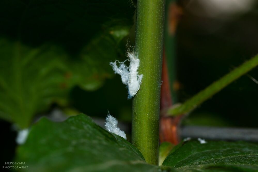 Metcalfa pruinosa