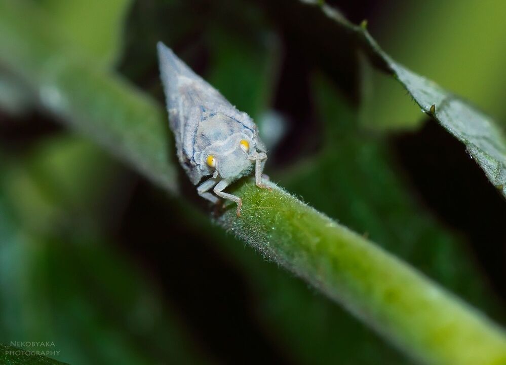 Metcalfa pruinosa