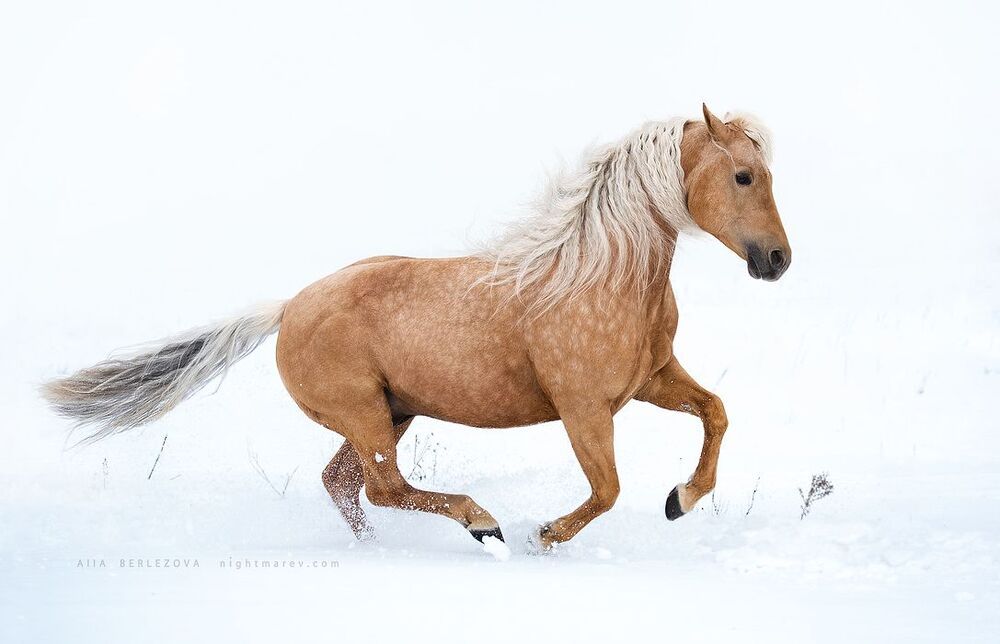 quarter horse BF Golden Player
horse owner is Ellina Kelina​
