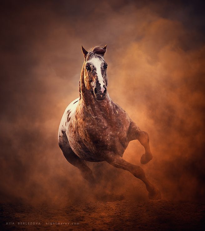 UT Spurs For Olena 
horse owner is Anna Muratova