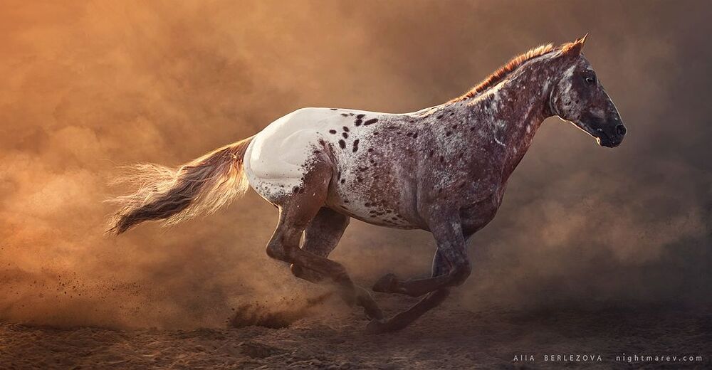 UT Spurs For Olena 
horse owner is Anna Muratova