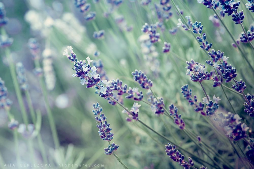 Photo 662868