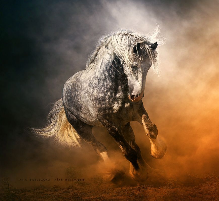 Jimbo, Shire stallion
horse owner is КСК Алискино
