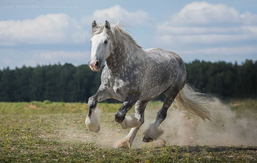 Jimbo, Shire stallion
horse owner is КСК Алискино