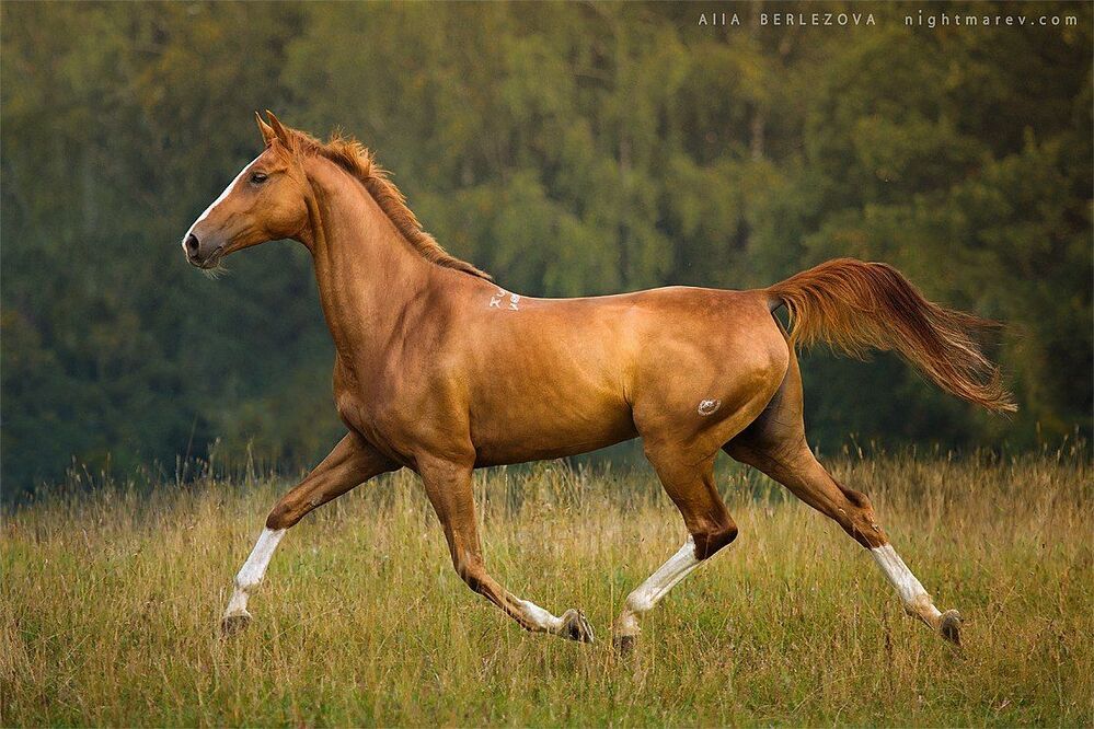 Potamia