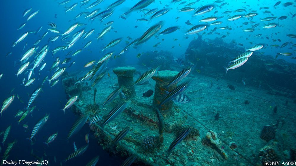 SS Thistlegorm