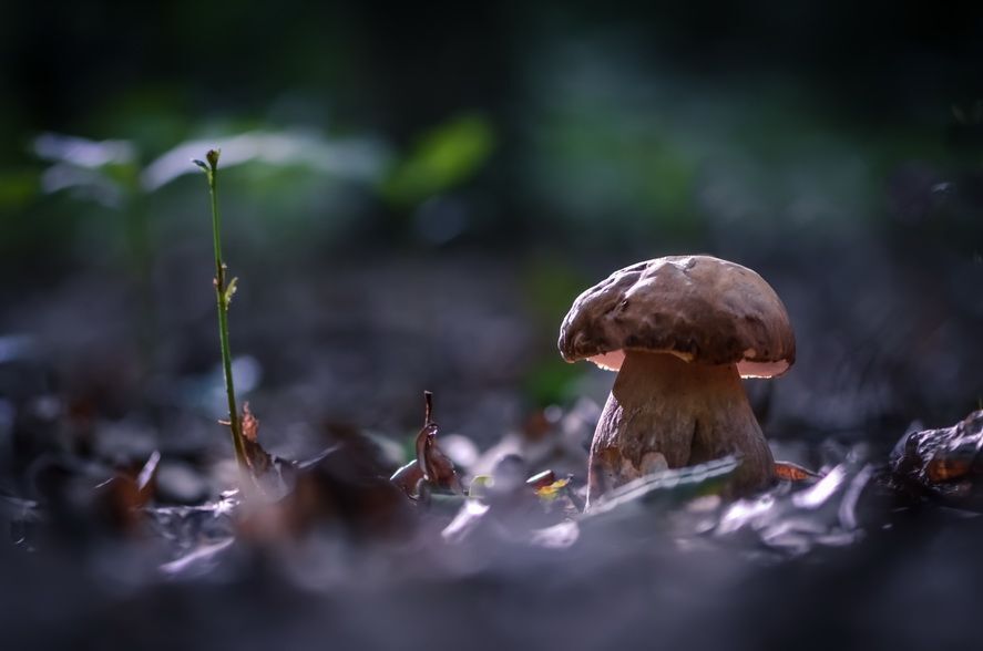 Грибное лукошко