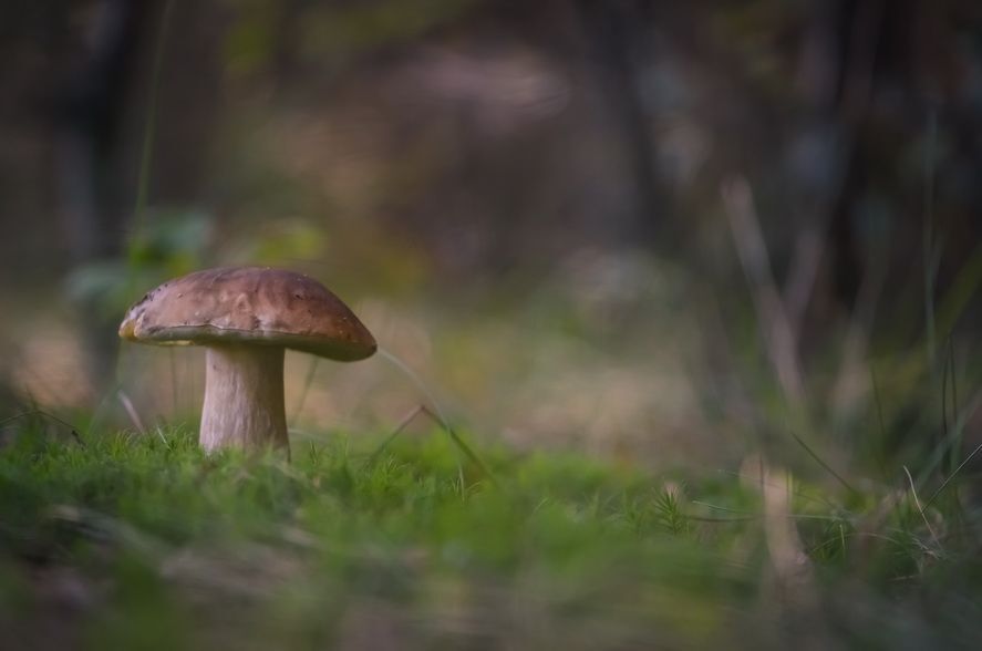 Грибное лукошко