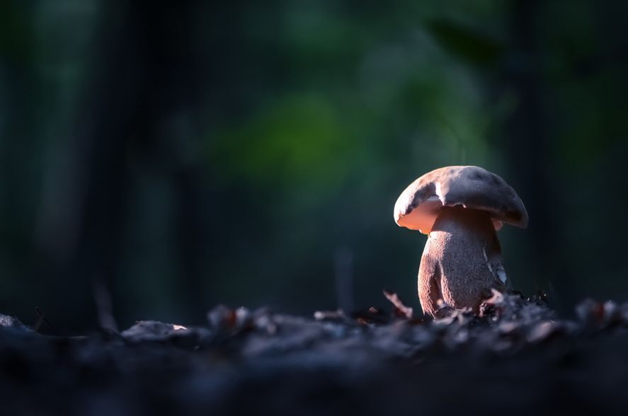 Грибное лукошко