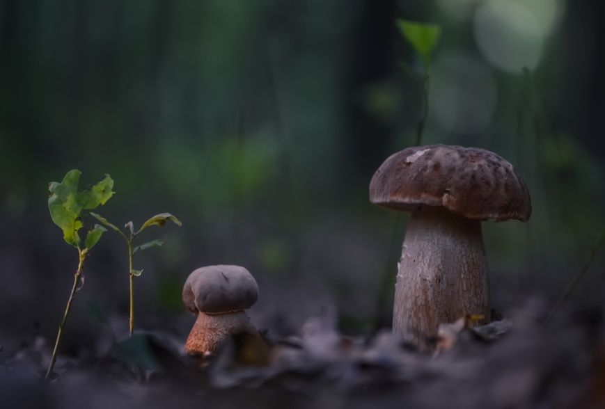 Грибное лукошко