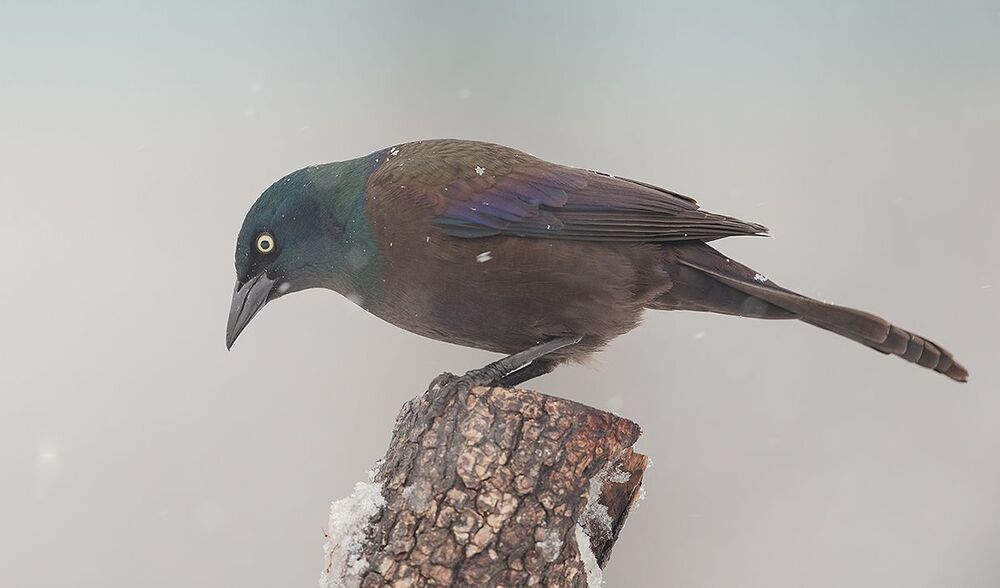Гракл - Common Grackle