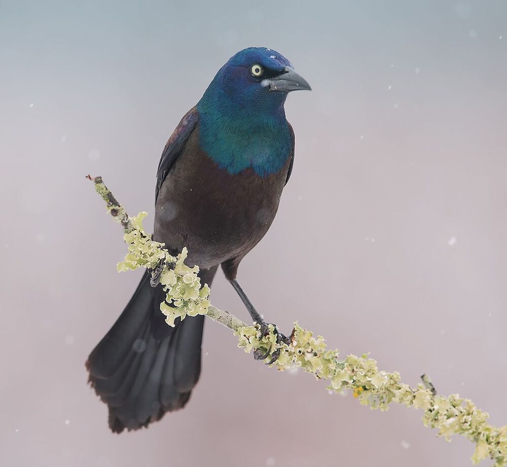 Гракл - Common Grackle