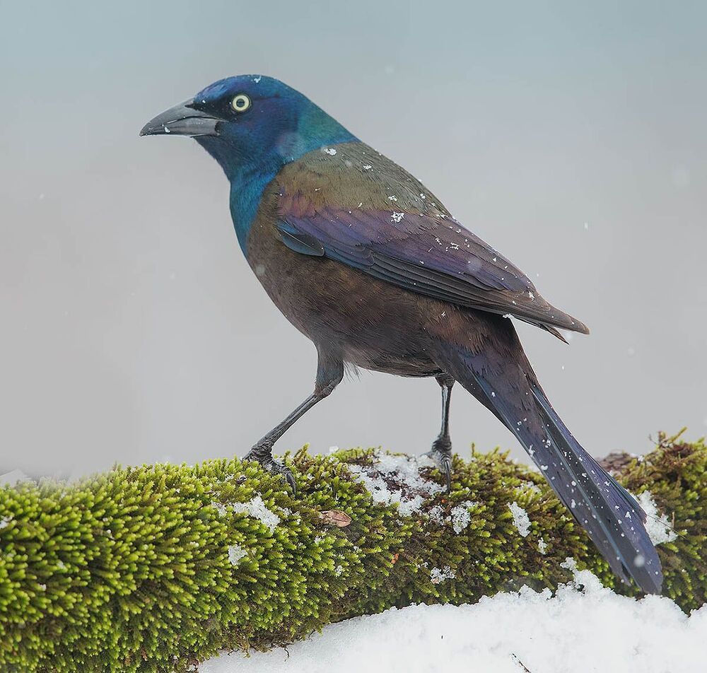 Гракл - Common Grackle